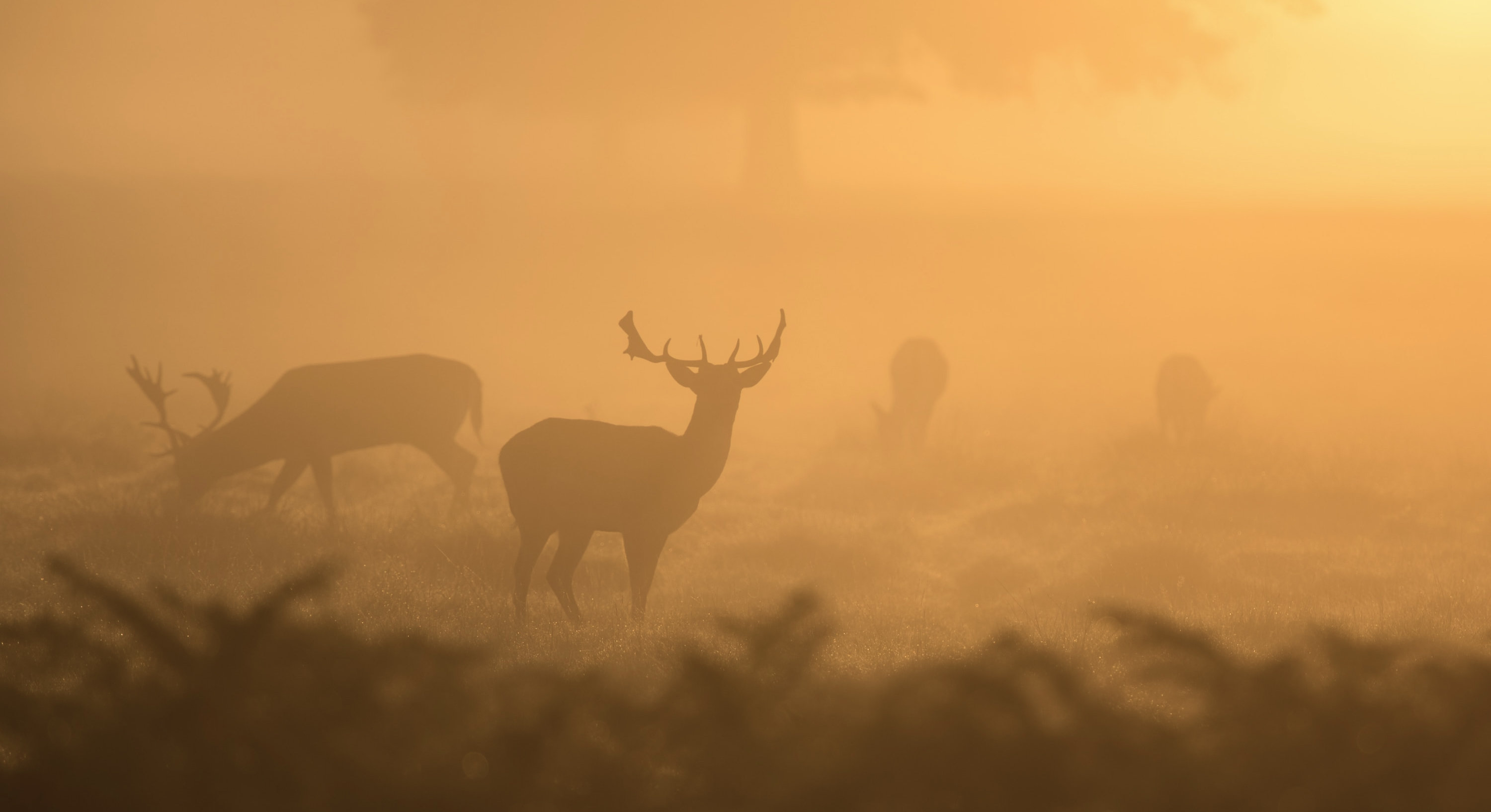 Deer in sunrise